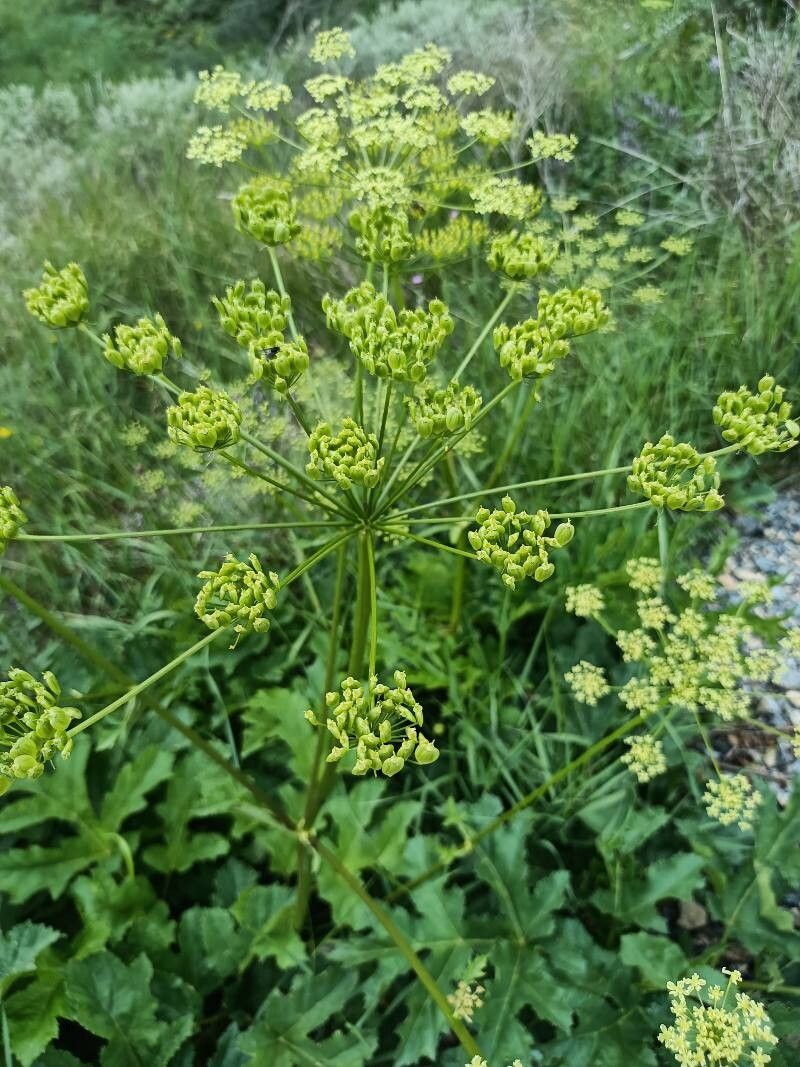 Heracleum angustisectum fruit