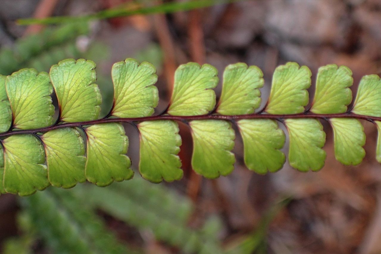Lindsaea nervosa leaf