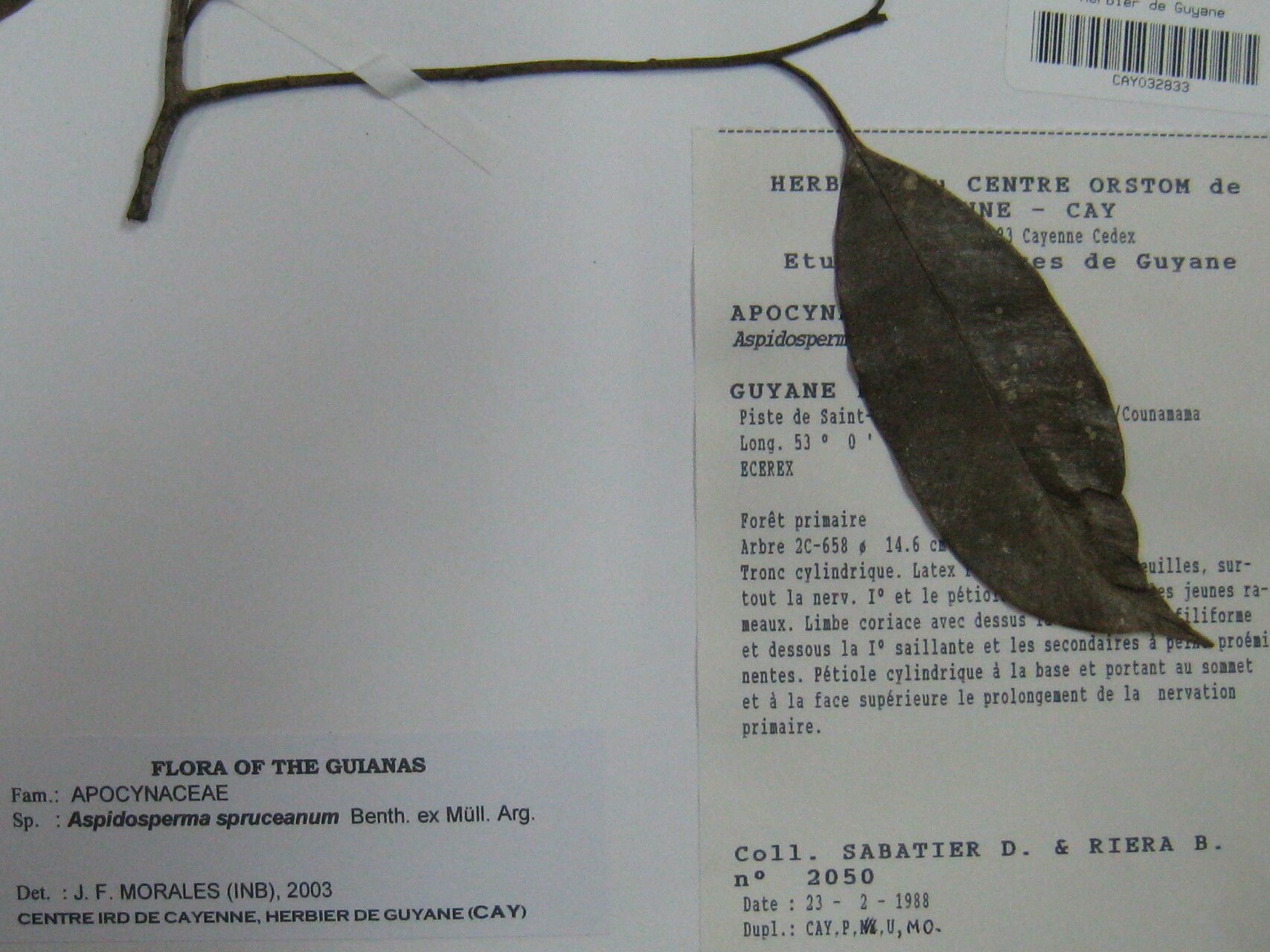 Aspidosperma spruceanum other