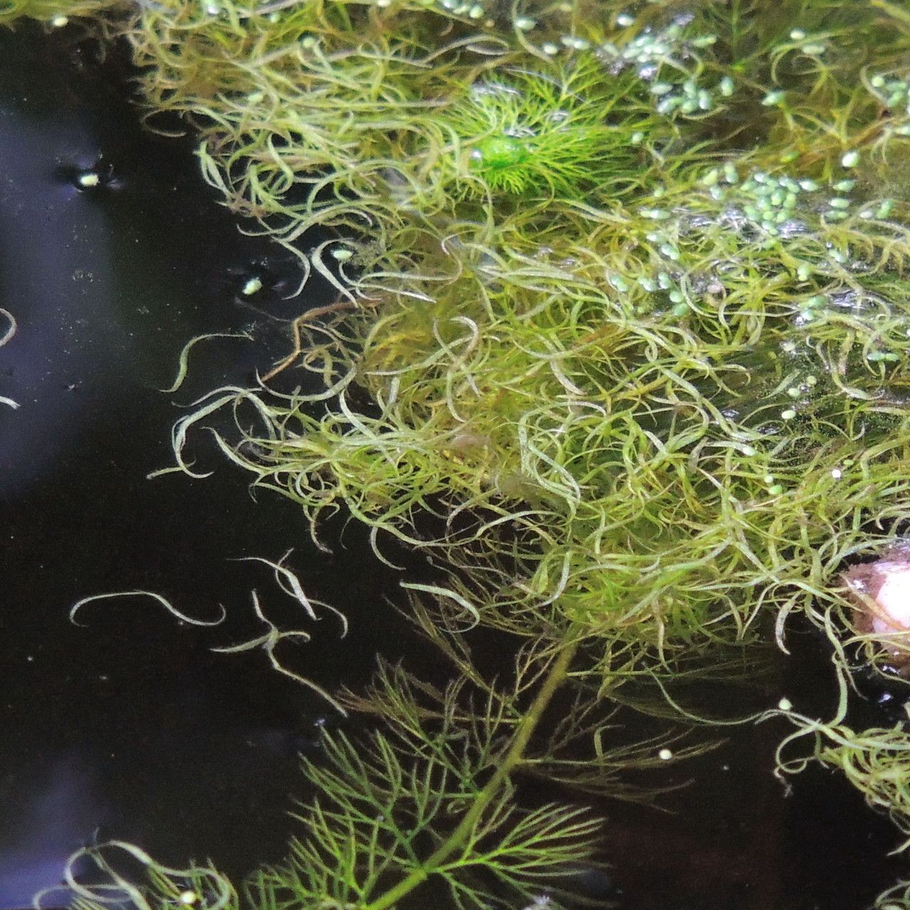 Wolffiella gladiata — flood tolerant houseplant