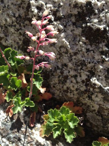 Heuchera rubescens habit