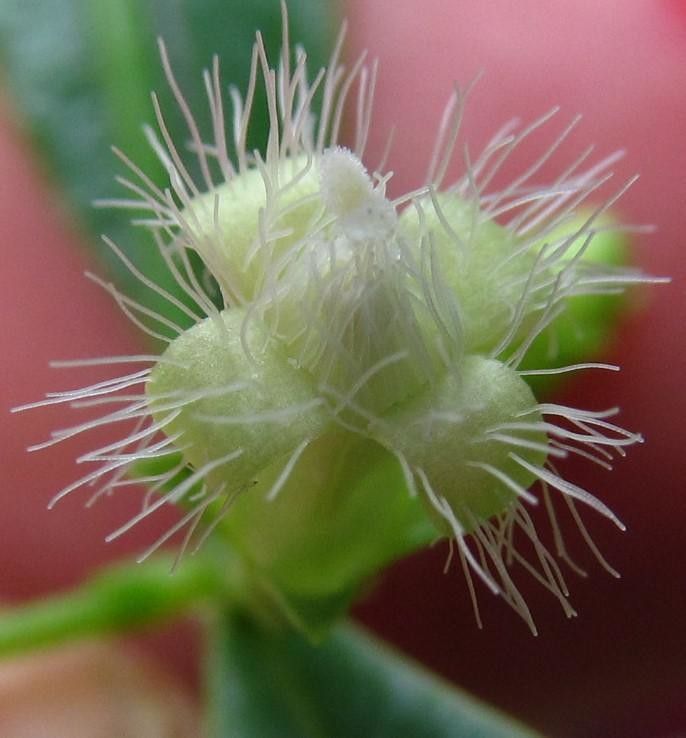 Manettia barbata fruit