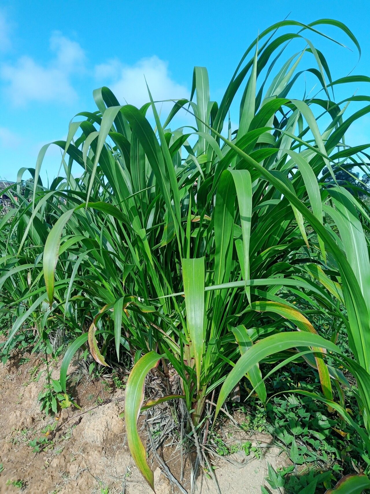 Tripsacum laxum — related species from the same genus