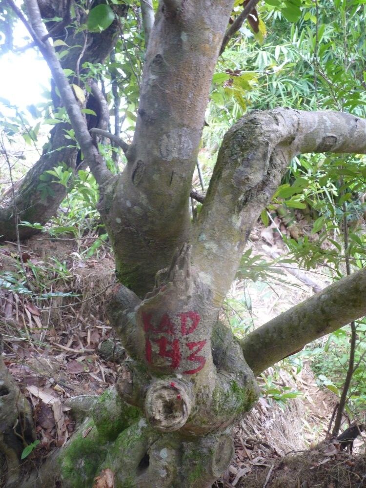 Dalbergia bathiei — houseplant care guide