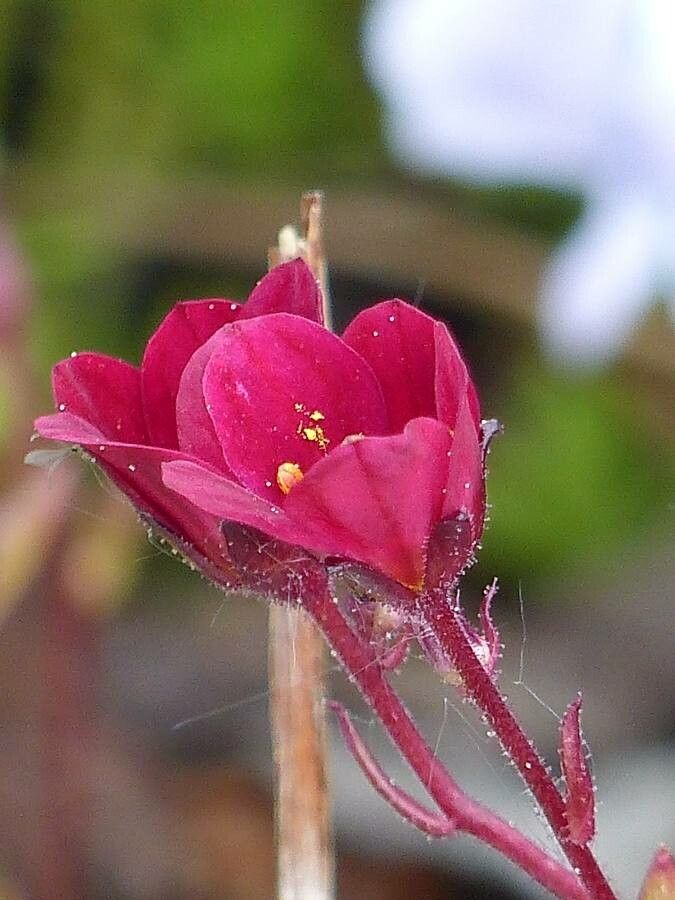 Saxifraga rosacea flower