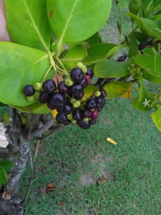 Erithalis odorifera fruit
