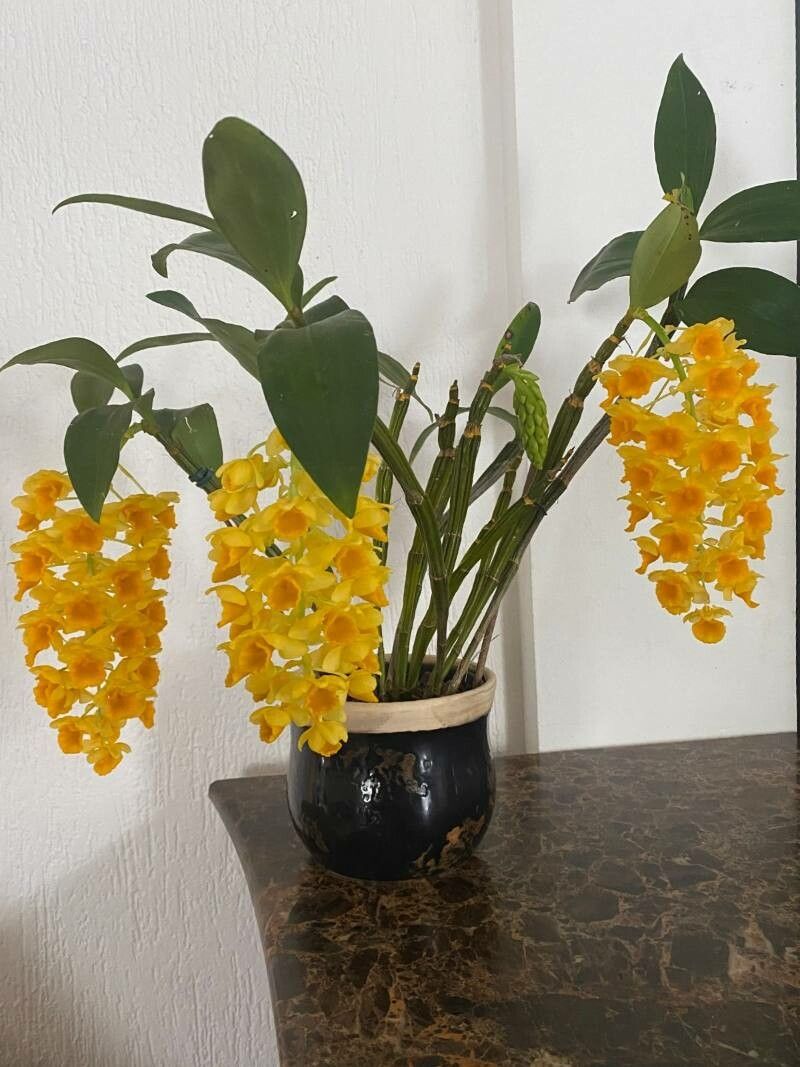 Dendrobium densiflorum — search result for 'Dendrobium'