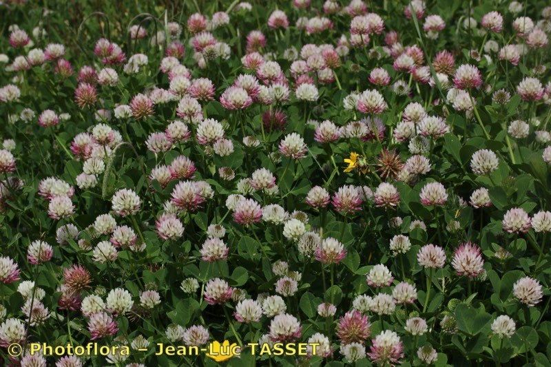 Trifolium isthmocarpum habit