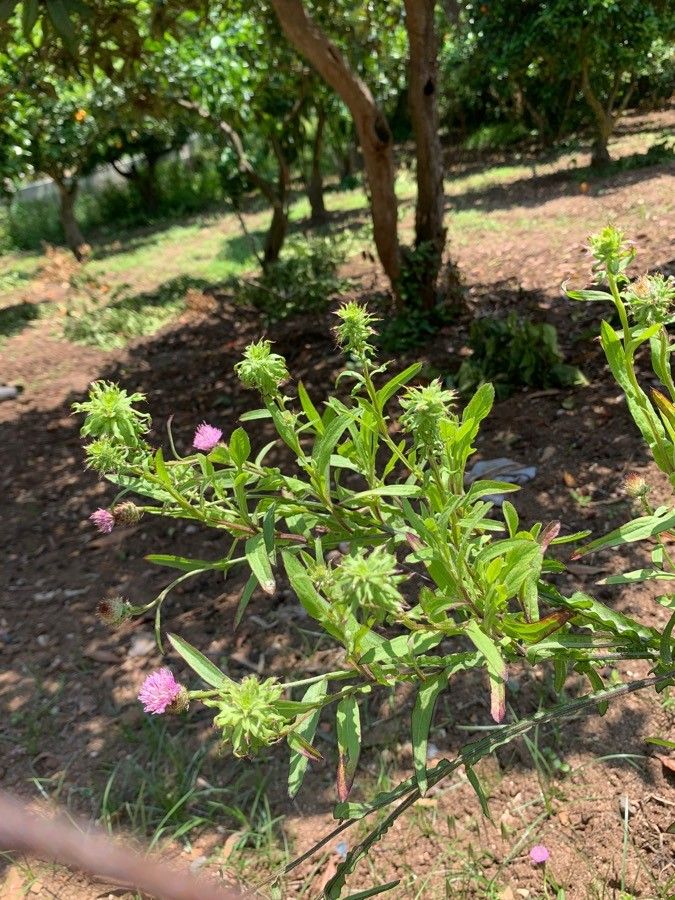 Centaurea phrygia — search result for 'Centaurea'