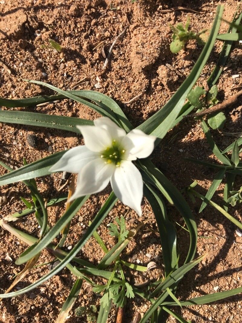 Androcymbium psammophilum — related species from the same genus