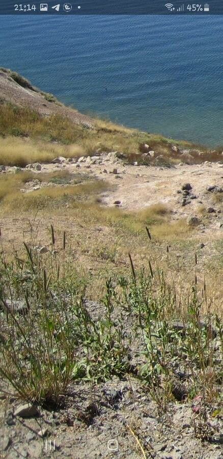 Hordeum brachyantherum — related species from the same genus