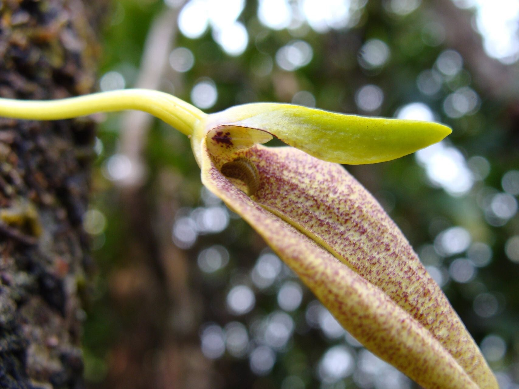 Bulbophyllum apodum flower