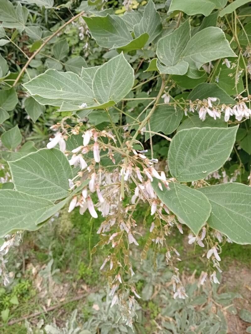 Phyllodium elegans flower