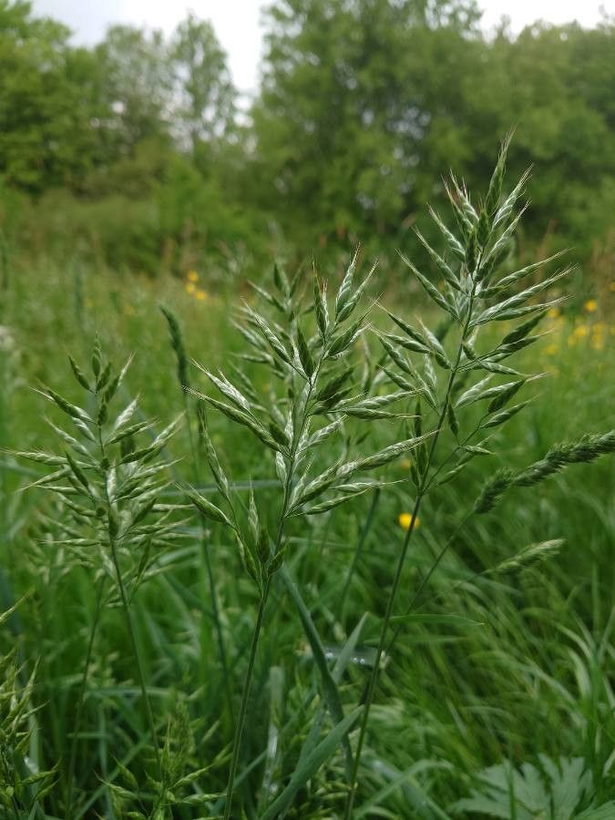 Bromus lanceolatus — search result for 'Bromus'