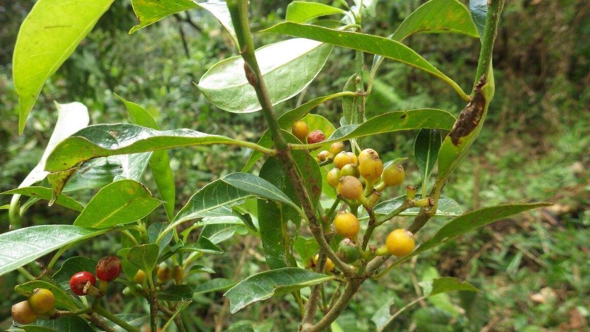 Psychotria ratovoarisonii — houseplant care guide