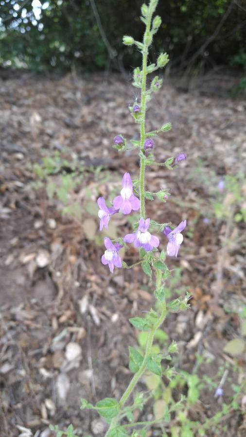 Sairocarpus pusillus — related species from the same genus