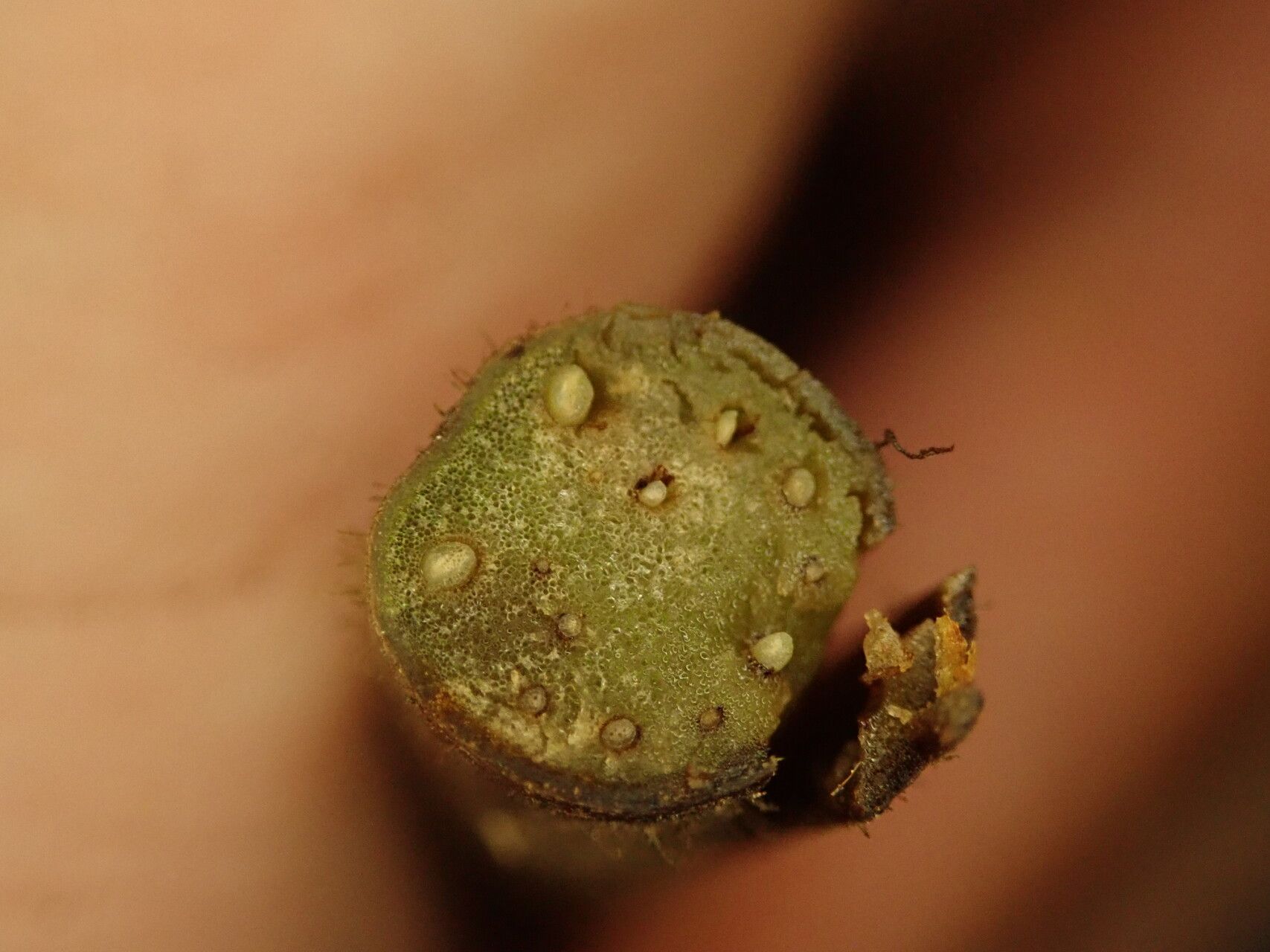 Tectaria camerooniana other