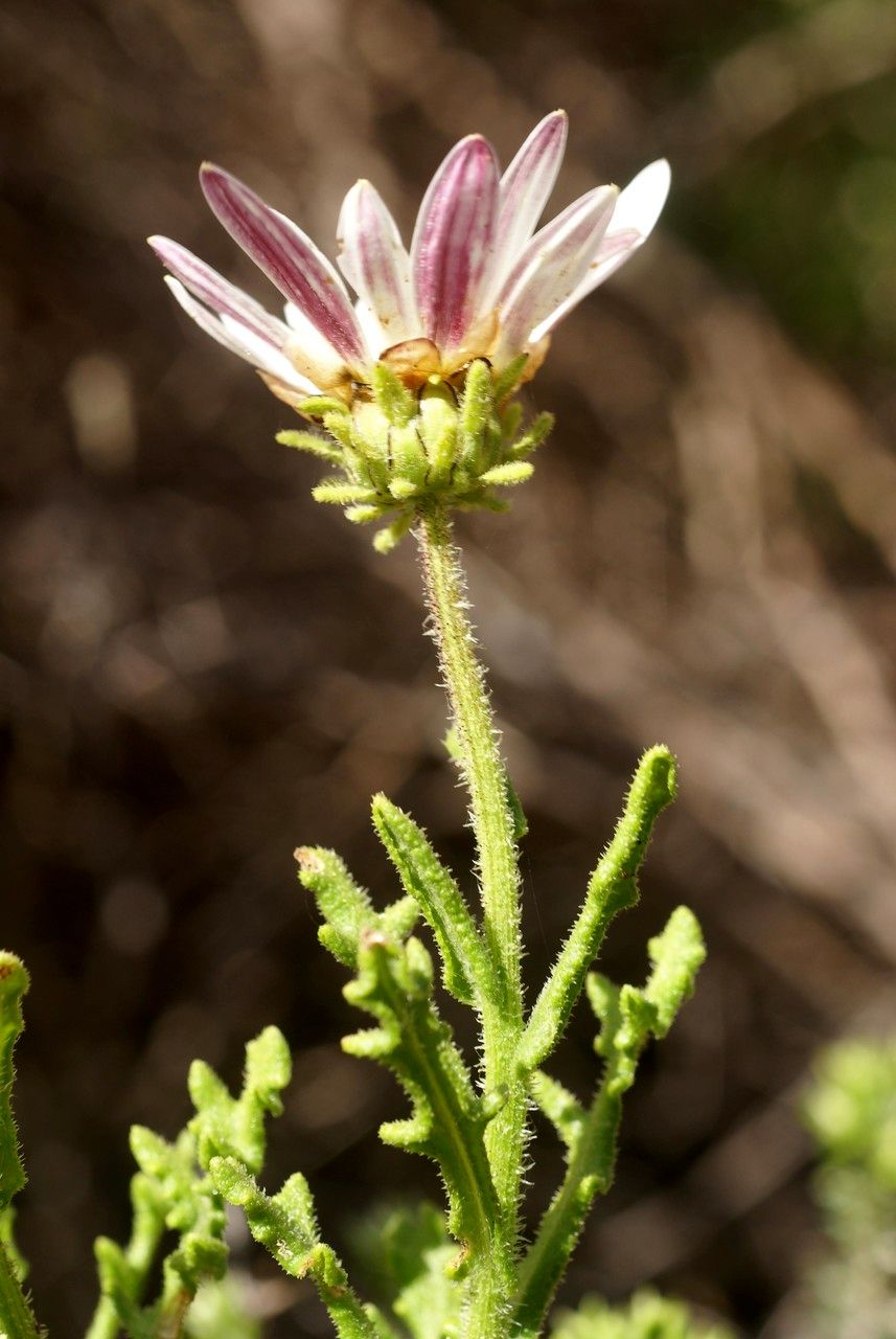 Arctotis aspera leaf