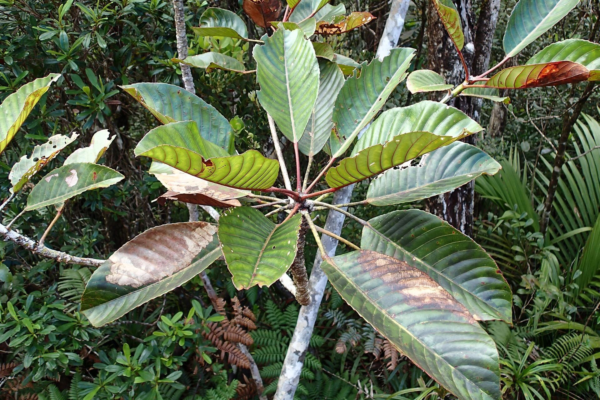 Elaeocarpus gummatus leaf