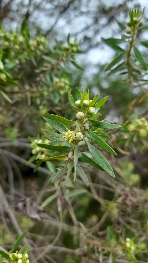 Baccharis dracunculifolia flower
