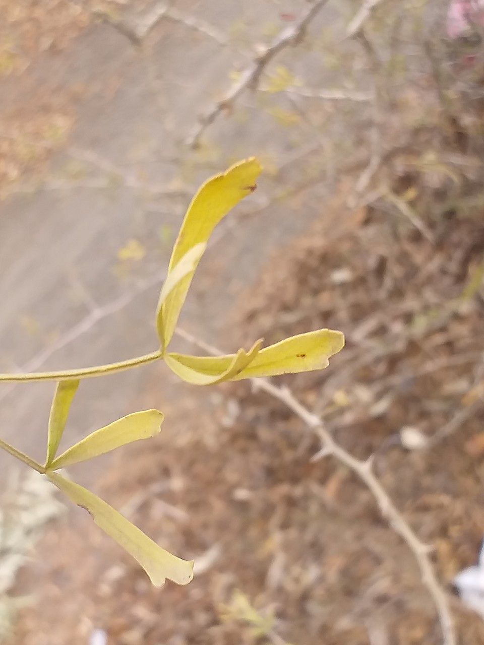 Searsia pentaphylla leaf
