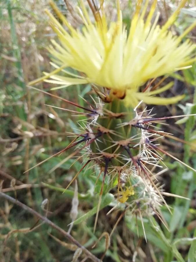 Centaurea maroccana flower