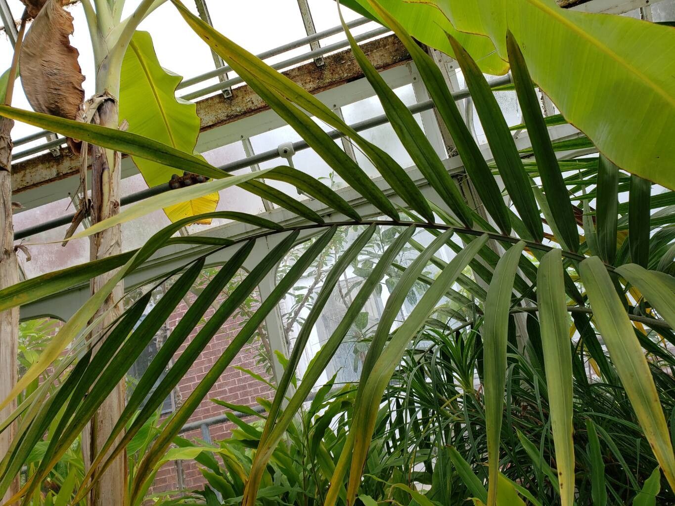 Chambeyronia divaricata leaf