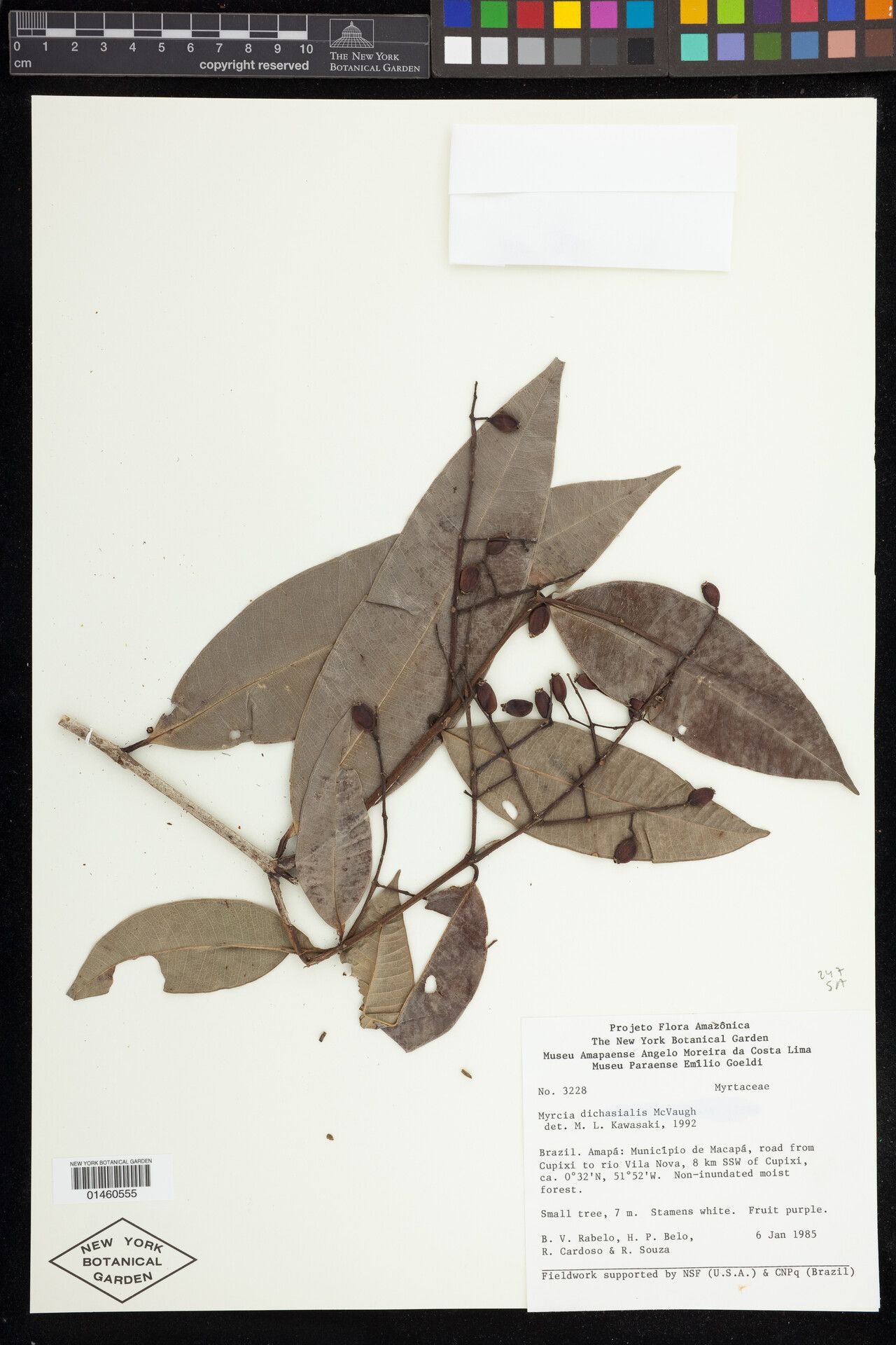 Myrcia dichasialis fruit