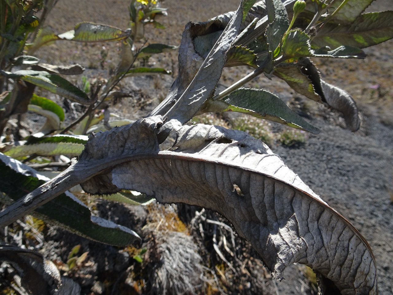 Senecio burtonii — houseplant care guide