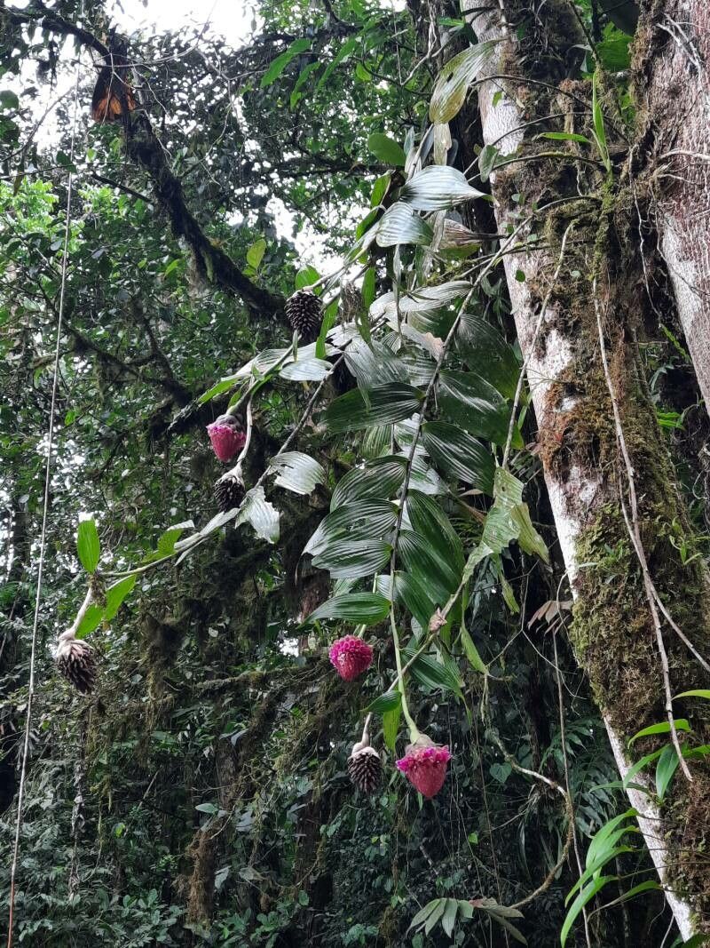Elleanthus capitatus flower