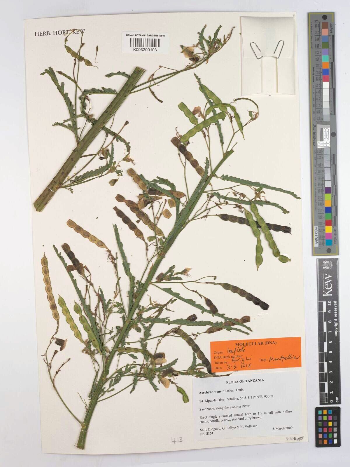 Aeschynomene nilotica — houseplant care guide