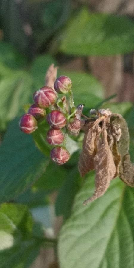 Actinidia kolomikta flower