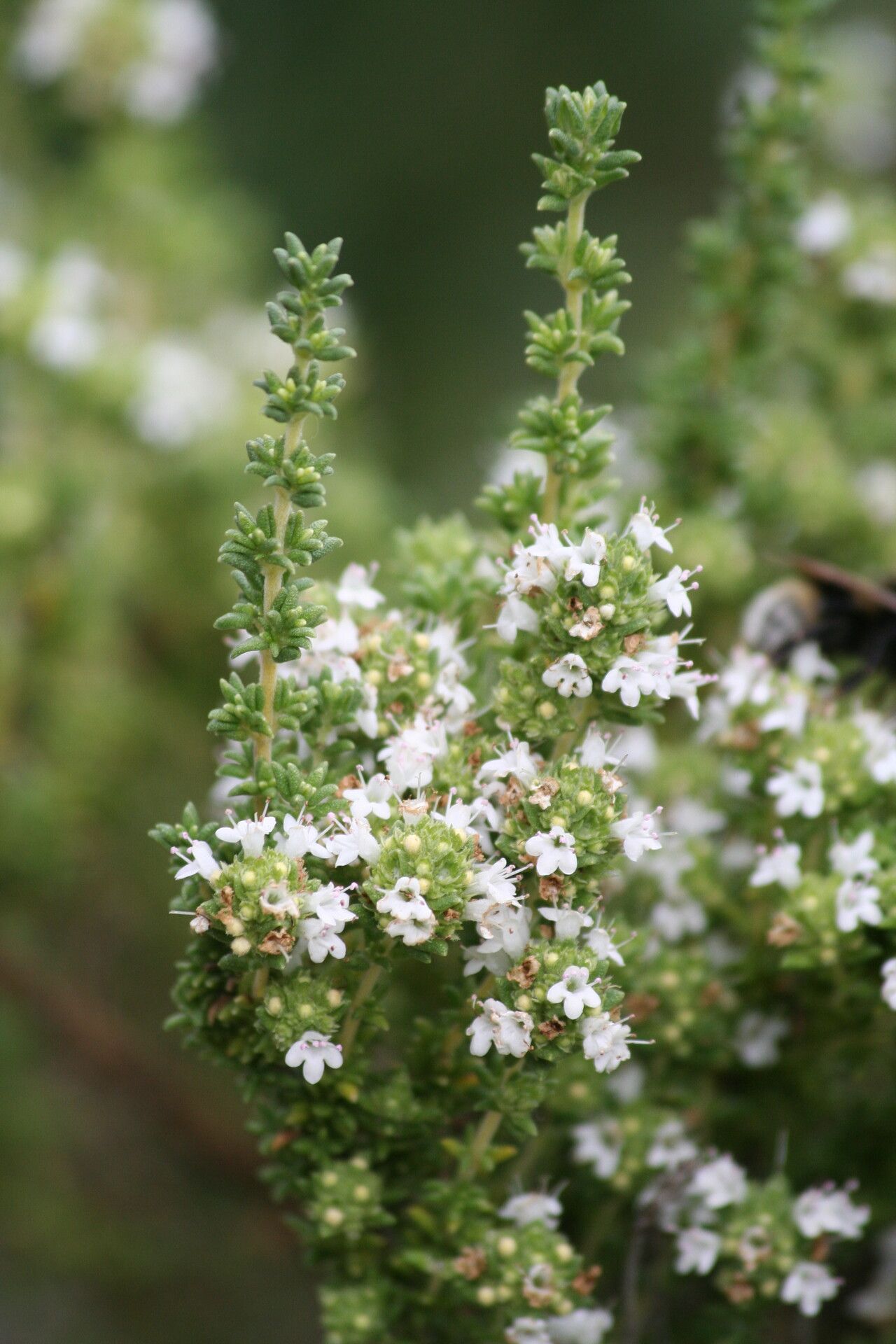 Thymus carnosus flower
