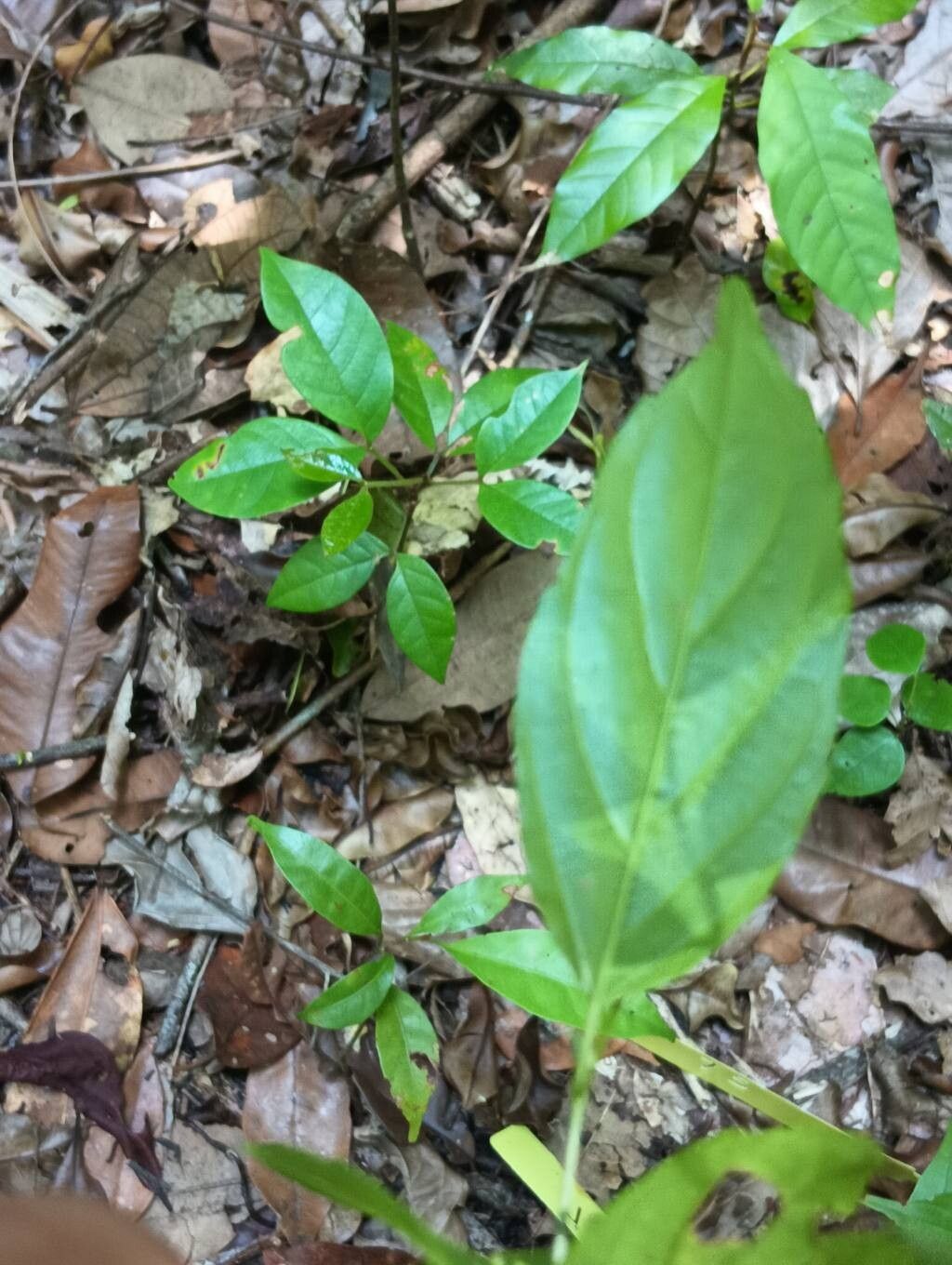 Gouania blanchetiana — related species from the same genus