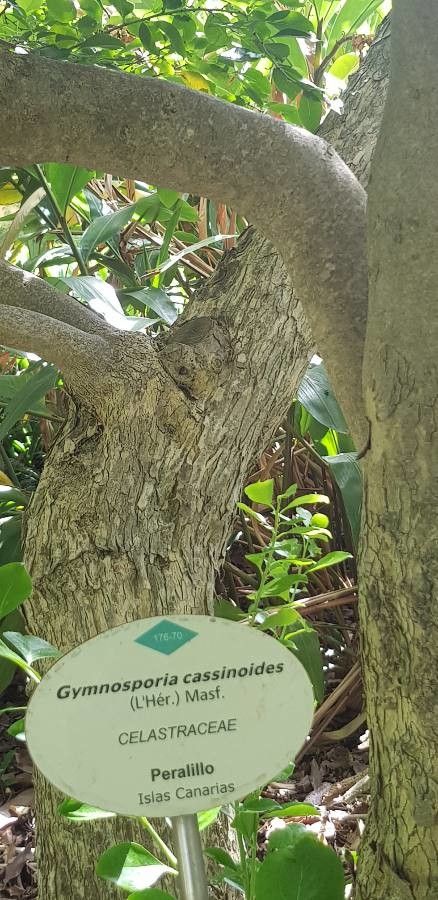 Gymnosporia cassinoides bark