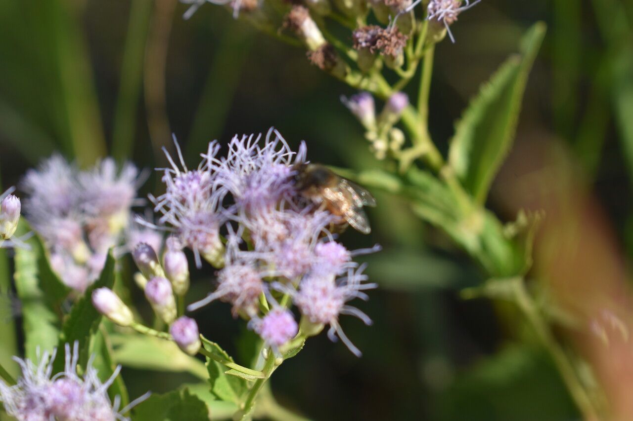Chromolaena ivifolia flower