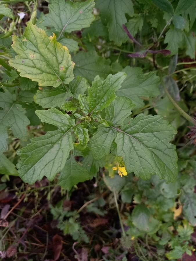 Rhamphospermum arvense leaf