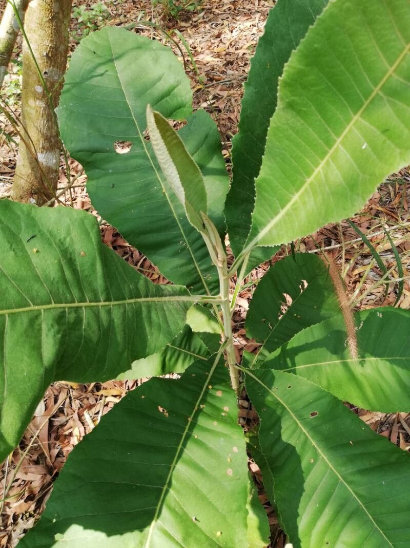 Vernonia brazzavillensis — search result for 'Vernonia'