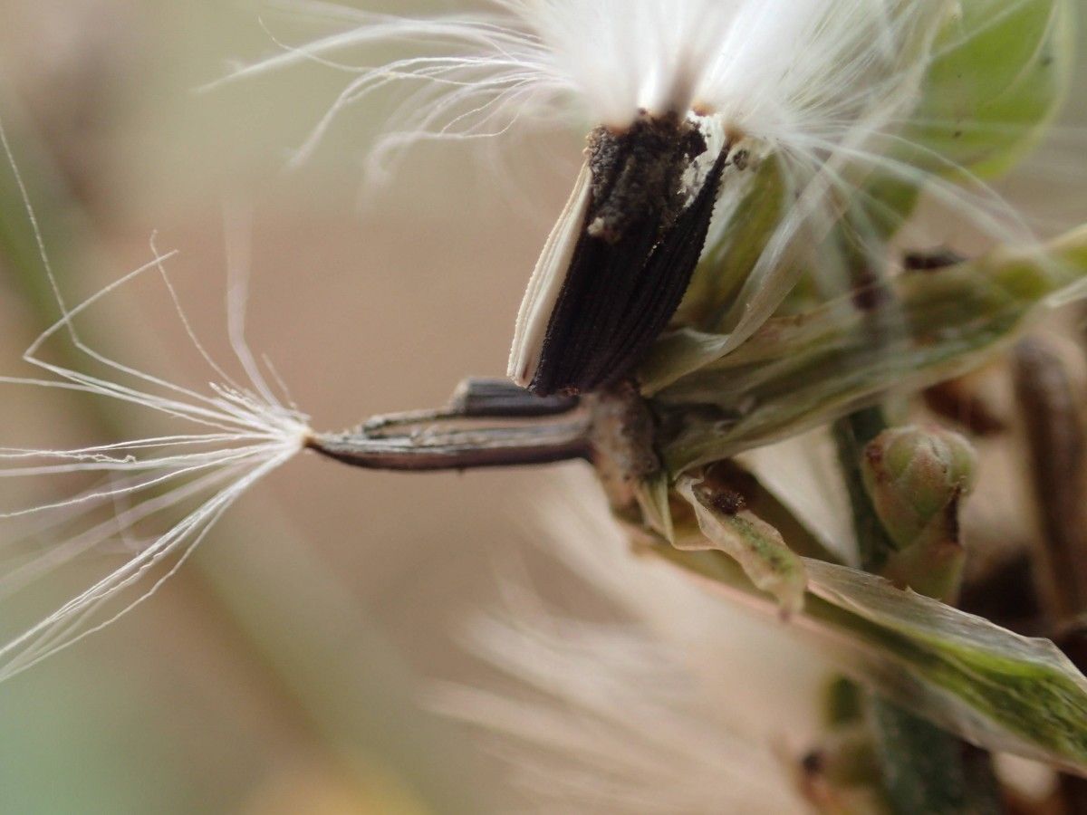 Launaea taraxacifolia fruit