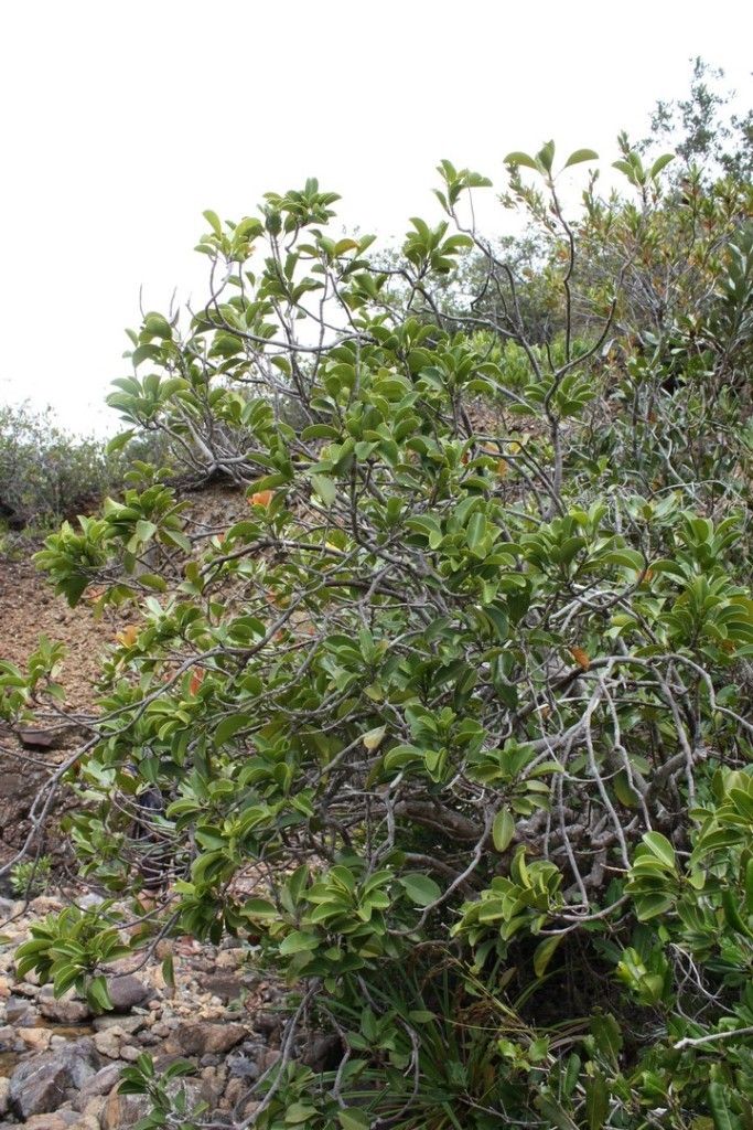 Sarcomelicope glauca — houseplant care guide