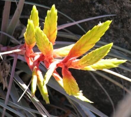 Tillandsia callichroma — houseplant care guide