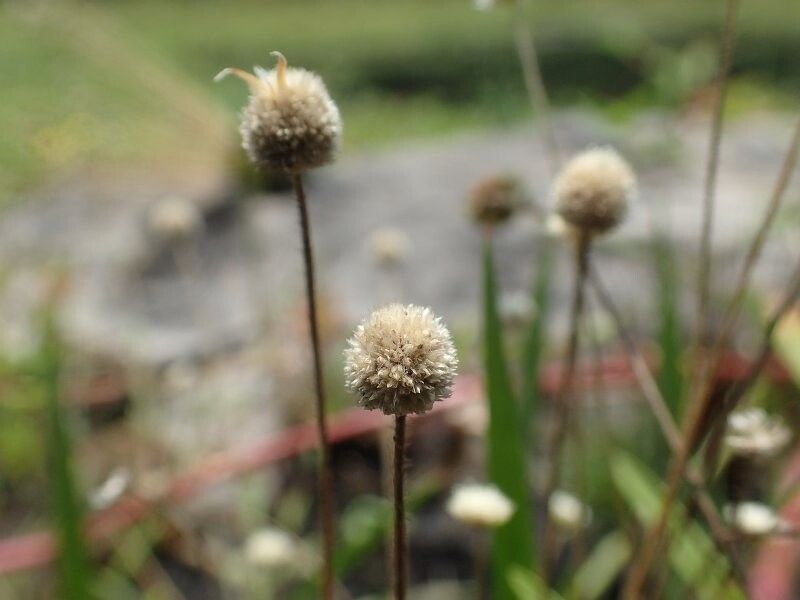 Syngonanthus schlechteri — houseplant care guide