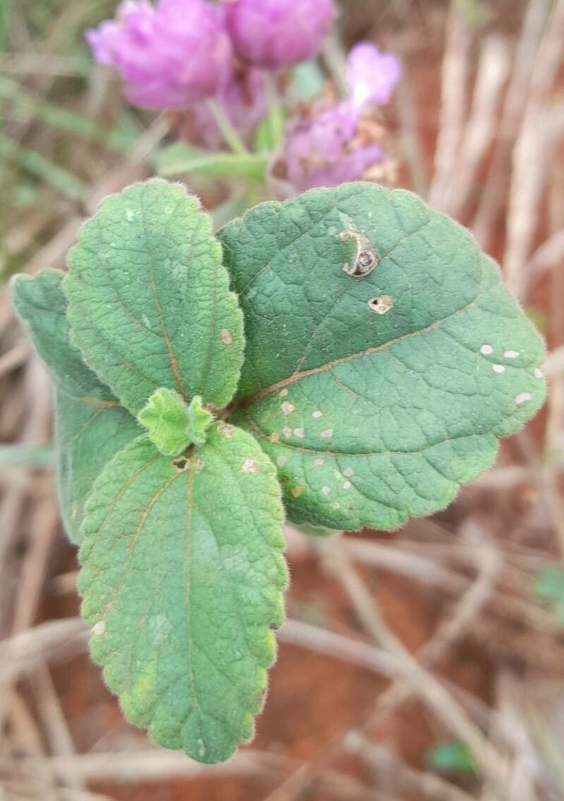 Lippia lupulina — search result for 'Lippia'