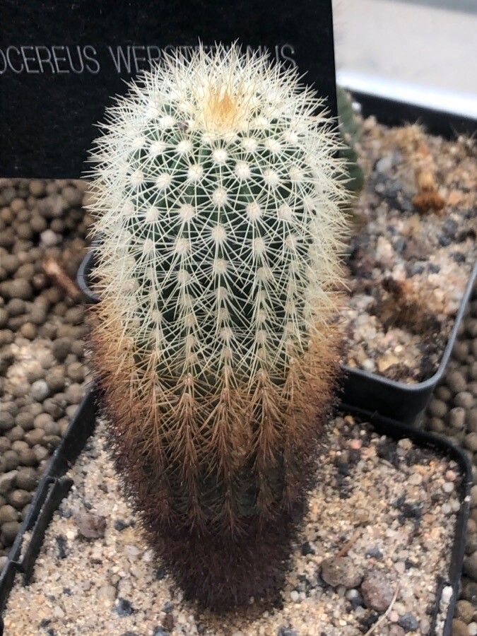 Echinocereus websterianus leaf