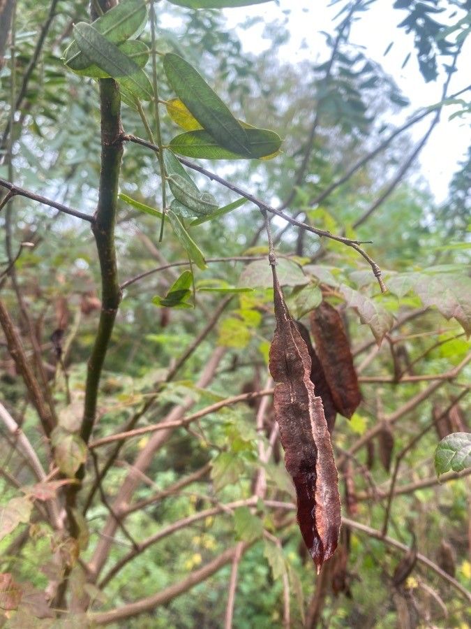 Sesbania drummondii fruit