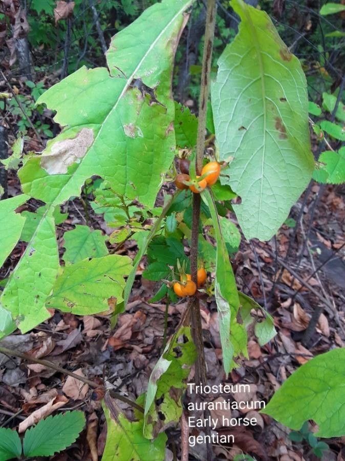 Triosteum aurantiacum fruit