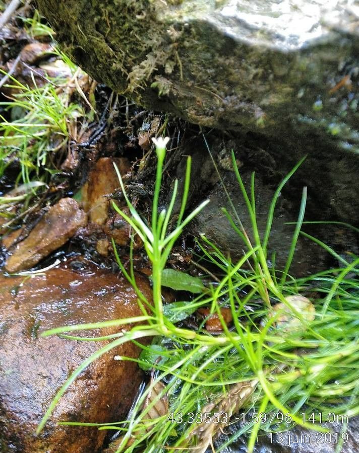 Isolepis fluitans flower