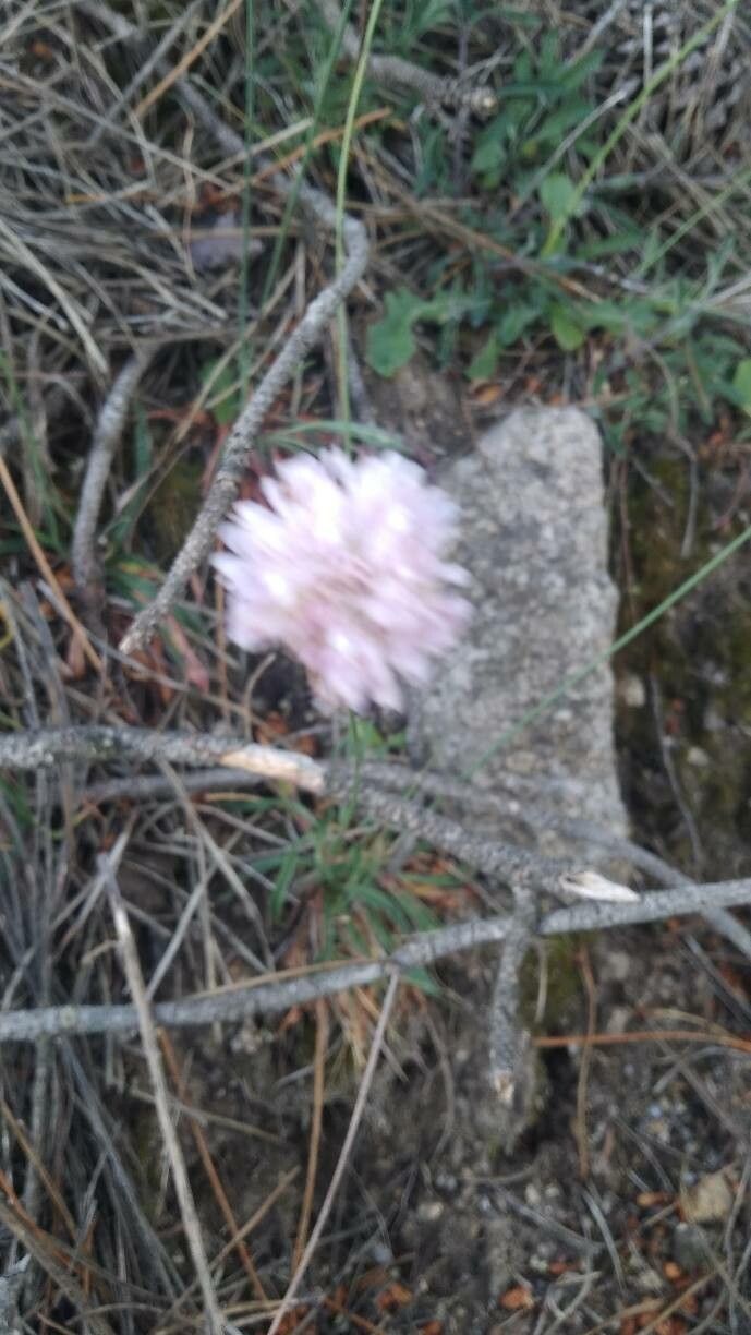 Armeria transmontana flower
