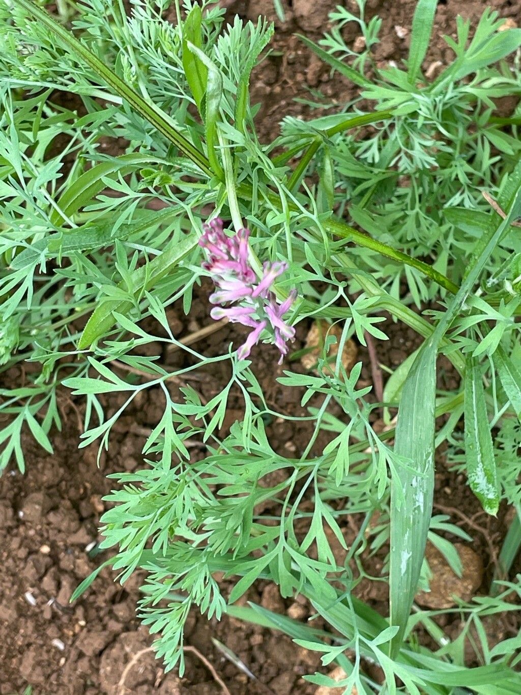 Fumaria schleicheri — search result for 'Papaveraceae'