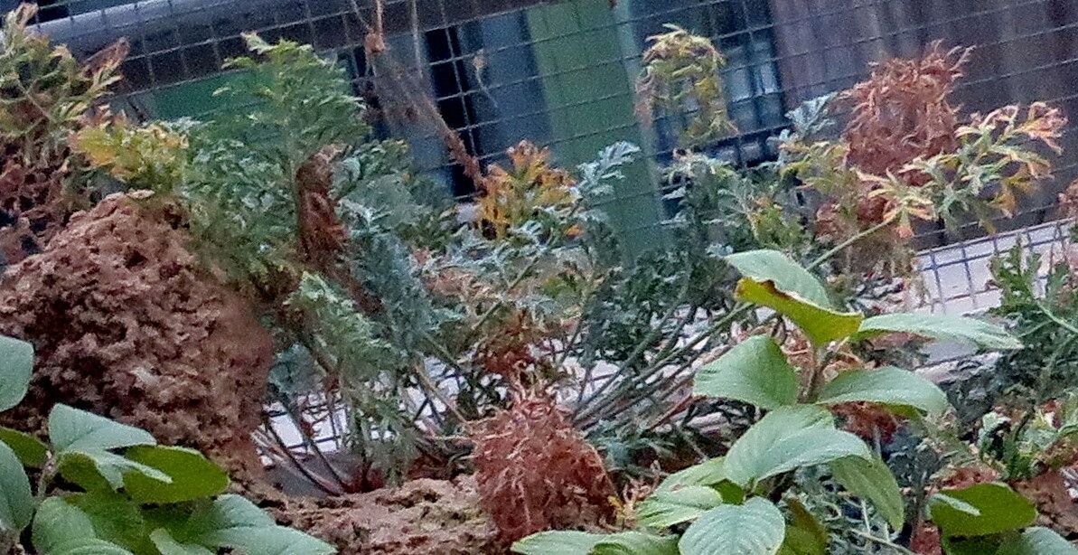 Erodium absinthoides habit